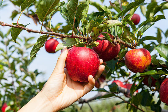 ONLINE CLASS: Going Apple Picking?